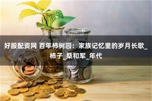 好股配资网 百年柿树园：家族记忆里的岁月长歌_柿子_桑和军_年代